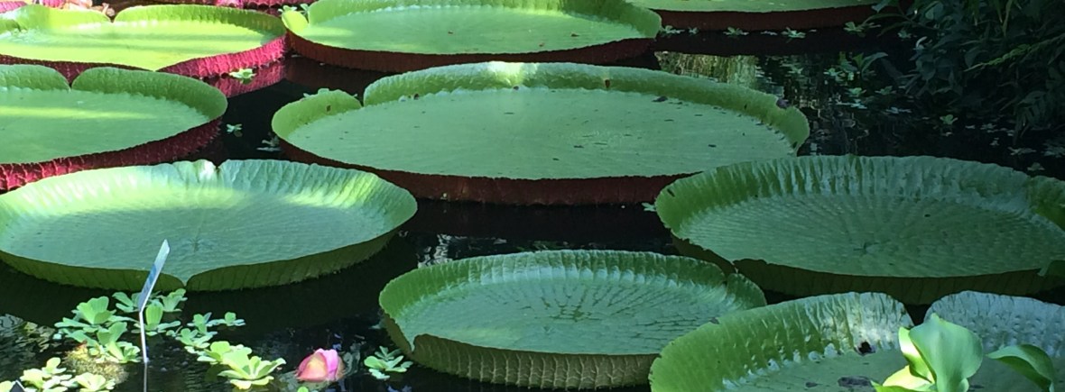 large lily pads on water giving impression of stepping stones